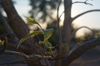 Close-up of branch