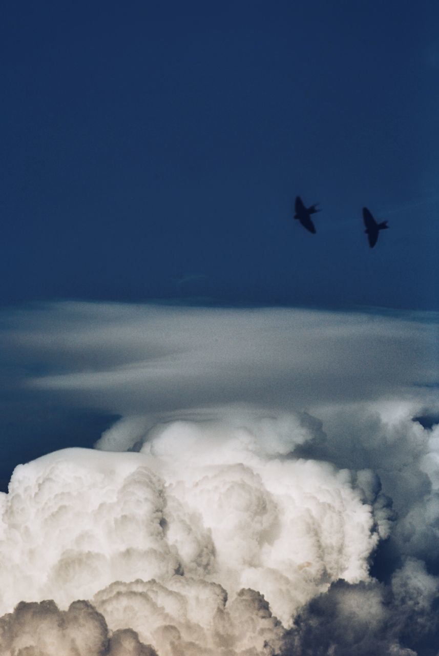 LOW ANGLE VIEW OF BIRDS FLYING AGAINST THE SKY