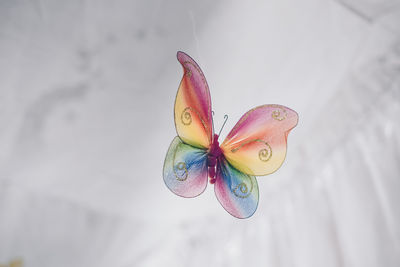 Close-up of multi colored flower