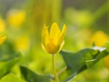 Close-up of yellow flowering plant