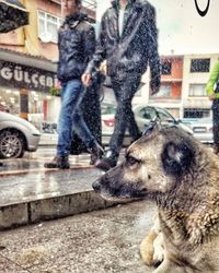 Dog looking at camera