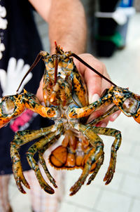 Close-up of insect on hand