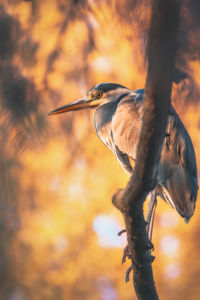 Grey beton sitting on a branch during sunset