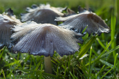 Close-up of mushroom on field