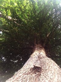 Scenic view of tree