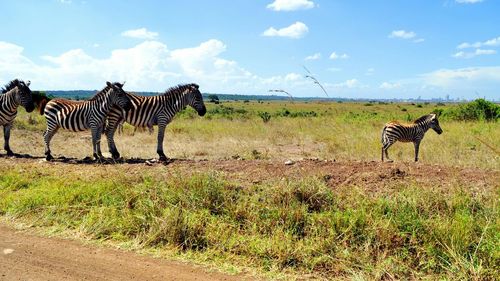 Zebras standing on grassy field