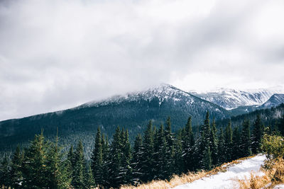 Pine trees on snowcapped mountains against sky