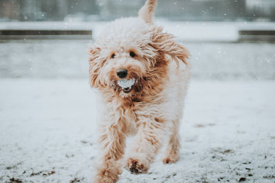 Dog running through snow with snowball 