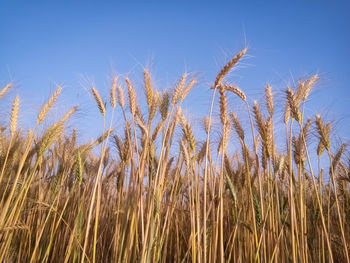 Close-up of stalks in field against clear blue sky