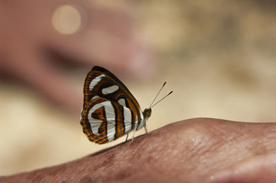 Close-up of butterfly on hand