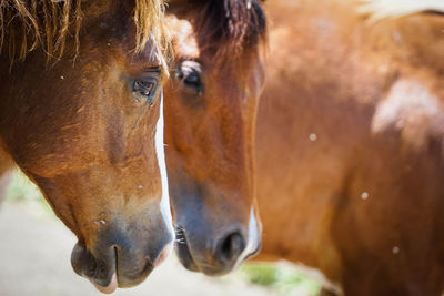 Close-up of horses