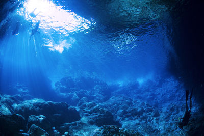 Jellyfish swimming in sea