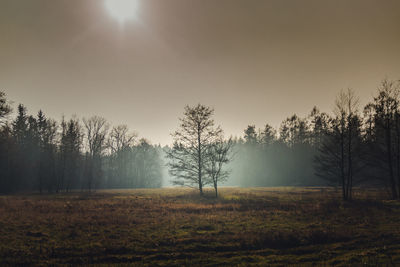 Trees on field against sky