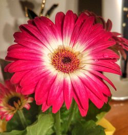 Close-up of pink flower