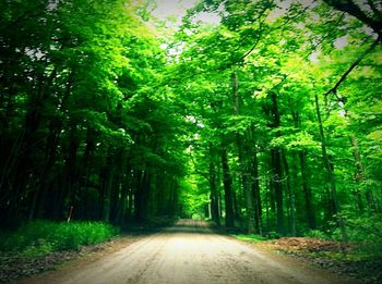 Road passing through forest