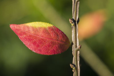 Close-up of plant against blurred background