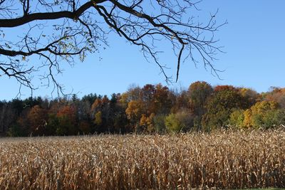 Scenic view of field against clear sky