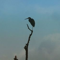 Low angle view of birds perching on tree