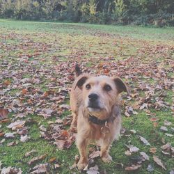 Dog standing on field