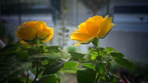 Close-up of yellow flowering plant