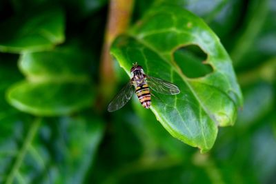 Close-up of insect on leaf