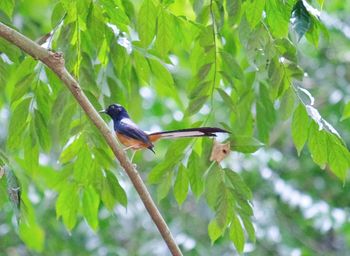 Bird perching on a tree