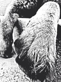 Close-up of plant against blurred background