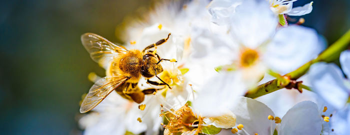 Close-up photo of a honey bee gathering nectar and spreading pollen on white flowers of white cherry 