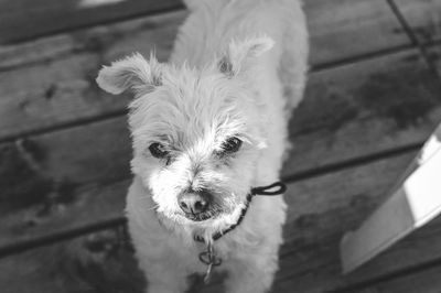 Close-up high angle portrait of hairy dog on floorboard