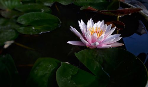 Close-up of lotus water lily in pond