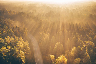 High angle view of trees in forest