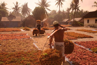 Rear view of men walking with seaweeds in baskets on field