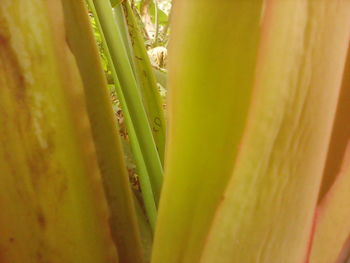 Close-up of green plant