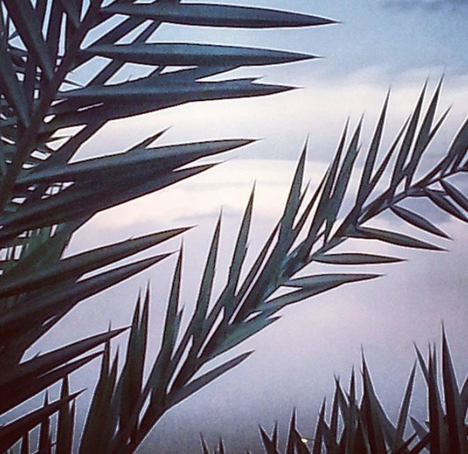 LOW ANGLE VIEW OF PALM TREES AGAINST SKY