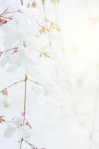 Close-up of white cherry blossoms in spring