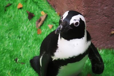 Closeup of penguin 