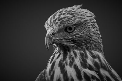 Close-up of eagle against black background