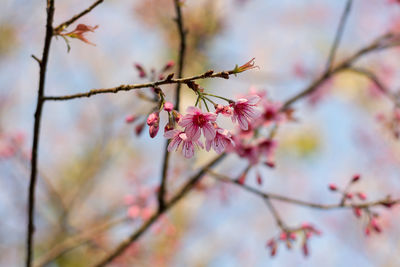 Close-up of pink cherry blossoms in spring