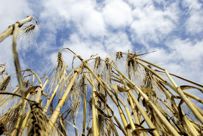 Low angle view of wheat against sky