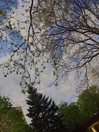 Low angle view of tree against sky