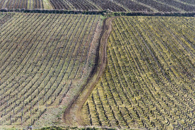 Scenic view of a country road amidst vineyards during winter. full frame shot of agricultural field 