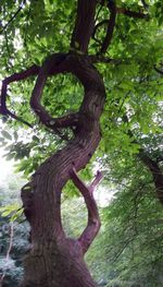 Low angle view of trees in forest