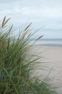 Close-up of grass by sea against sky