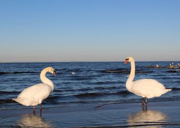 Swans on sea against clear sky