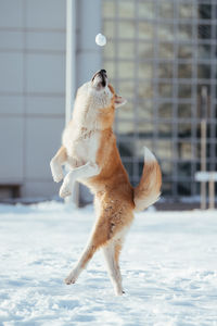 Dog playing on snowy field during winter