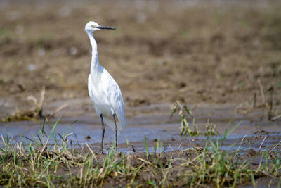 White heron perching on a land