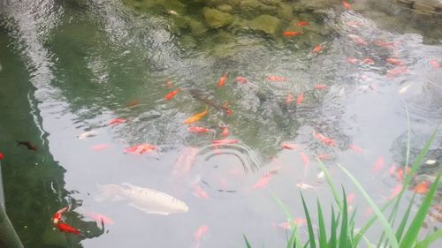 View of fish in water