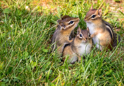 Squirrel eating grass on field