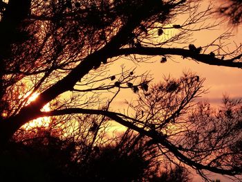 Low angle view of silhouette bare trees against sky during sunset