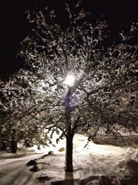 Trees on snow covered landscape at night